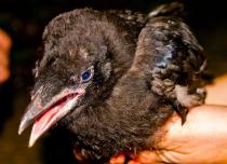 Можно ли приучить месячного черного ворона ручным