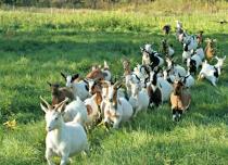 Как организовать разведение коз